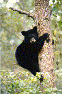 blk.bear.1.GIF (51790 bytes)